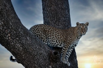 MMI-©-Mourad-Mokrani-Safari-152