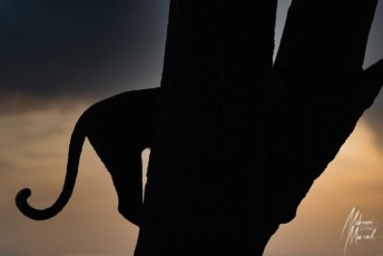 MMI-©-Mourad-Mokrani-Safari-153