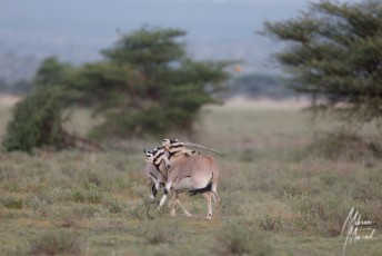 MMI-©-Mourad-Mokrani-Safari-154