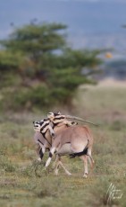 MMI-©-Mourad-Mokrani-Safari-155