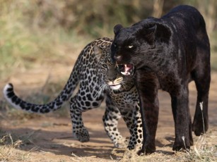 MMI-©-Mourad-Mokrani-Safari-156