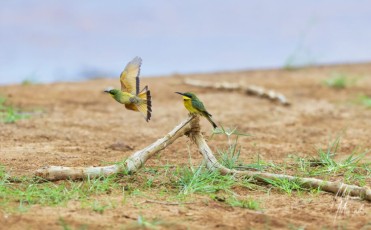 MMI-©-Mourad-Mokrani-Safari-158