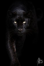 MMI-©-Mourad-Mokrani-Safari-159