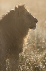 MMI-©-Mourad-Mokrani-Safari-16