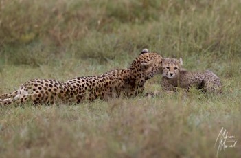 MMI-©-Mourad-Mokrani-Safari-17