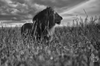 MMI-©-Mourad-Mokrani-Safari-18