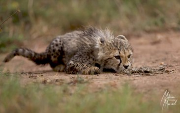 MMI-©-Mourad-Mokrani-Safari-19