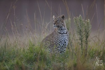 MMI-©-Mourad-Mokrani-Safari-2