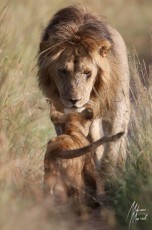 MMI-©-Mourad-Mokrani-Safari-21