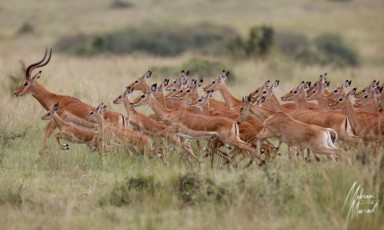 MMI-©-Mourad-Mokrani-Safari-23