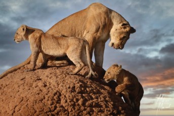 MMI-©-Mourad-Mokrani-Safari-24