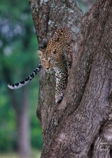 MMI-©-Mourad-Mokrani-Safari-25