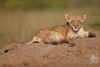 MMI-©-Mourad-Mokrani-Safari-26