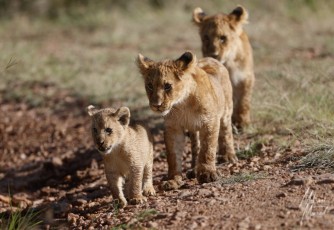 MMI-©-Mourad-Mokrani-Safari-28