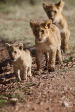 MMI-©-Mourad-Mokrani-Safari-29