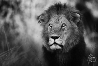 MMI-©-Mourad-Mokrani-Safari-3