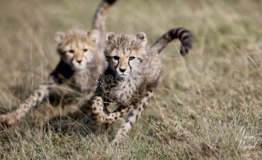 MMI-©-Mourad-Mokrani-Safari-30 (1)