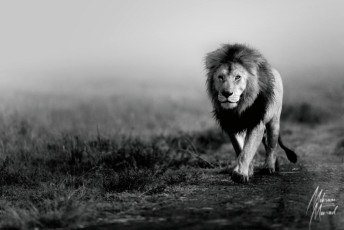 MMI-©-Mourad-Mokrani-Safari-31