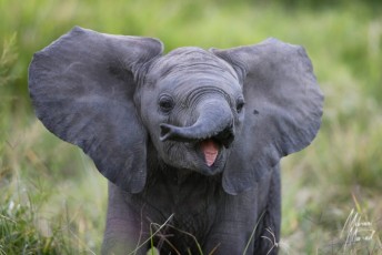 MMI-©-Mourad-Mokrani-Safari-32