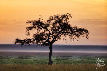 MMI-©-Mourad-Mokrani-Safari-33