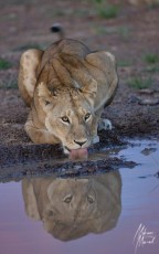 MMI-©-Mourad-Mokrani-Safari-36