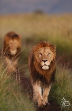 MMI-©-Mourad-Mokrani-Safari-37