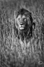 MMI-©-Mourad-Mokrani-Safari-38