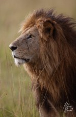 MMI-©-Mourad-Mokrani-Safari-39