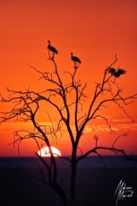 MMI-©-Mourad-Mokrani-Safari-4