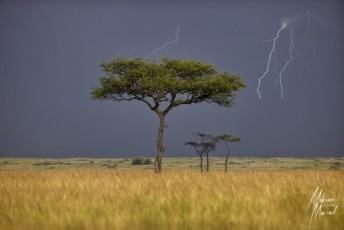 MMI-©-Mourad-Mokrani-Safari-40