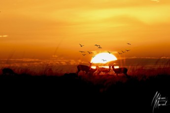 MMI-©-Mourad-Mokrani-Safari-41