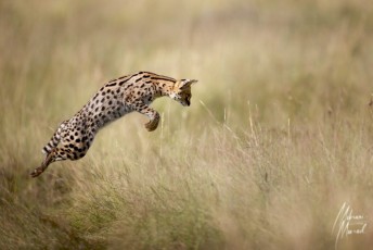 MMI-©-Mourad-Mokrani-Safari-42