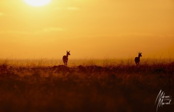 MMI-©-Mourad-Mokrani-Safari-43