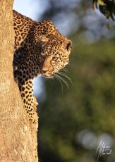 MMI-©-Mourad-Mokrani-Safari-45