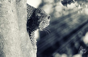 MMI-©-Mourad-Mokrani-Safari-46