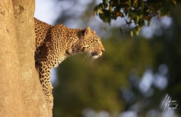 MMI-©-Mourad-Mokrani-Safari-47