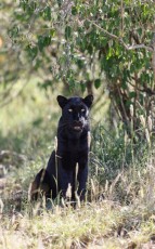 MMI-©-Mourad-Mokrani-Safari-49