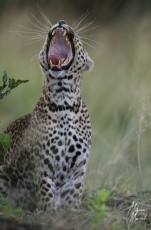 MMI-©-Mourad-Mokrani-Safari-5