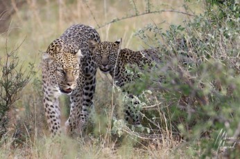 MMI-©-Mourad-Mokrani-Safari-50