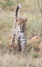 MMI-©-Mourad-Mokrani-Safari-51