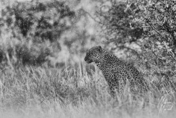 MMI-©-Mourad-Mokrani-Safari-52