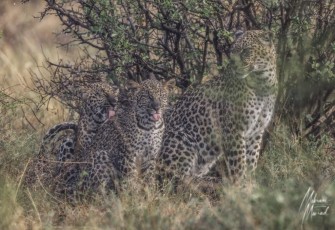 MMI-©-Mourad-Mokrani-Safari-53