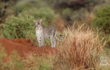 MMI-©-Mourad-Mokrani-Safari-54