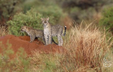 MMI-©-Mourad-Mokrani-Safari-55