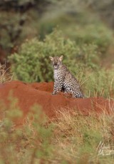 MMI-©-Mourad-Mokrani-Safari-56