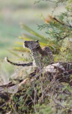 MMI-©-Mourad-Mokrani-Safari-57