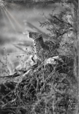 MMI-©-Mourad-Mokrani-Safari-58