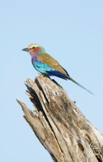 MMI-©-Mourad-Mokrani-Safari-59