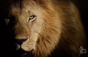 MMI-©-Mourad-Mokrani-Safari-6