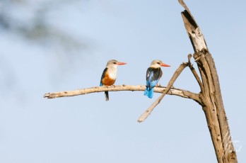 MMI-©-Mourad-Mokrani-Safari-60